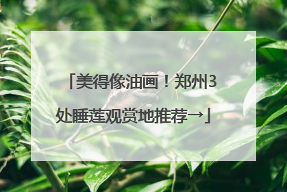 美得像油画！郑州3处睡莲观赏地推荐→