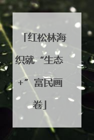 红松林海织就“生态+”富民画卷