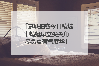 京城拍客今日精选｜蜻蜓早立尖尖角 尽赏夏荷气度华