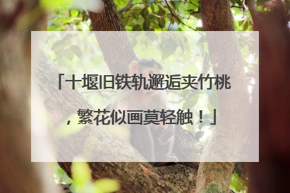 十堰旧铁轨邂逅夹竹桃，繁花似画莫轻触！