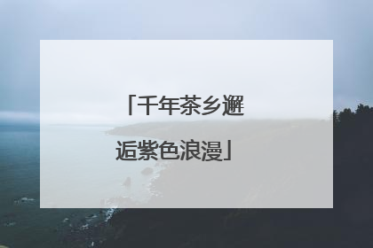 千年茶乡邂逅紫色浪漫