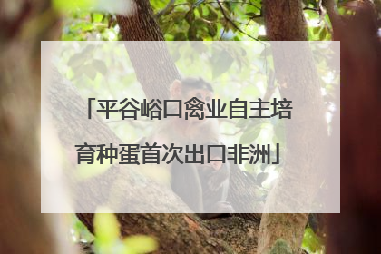 平谷峪口禽业自主培育种蛋首次出口非洲