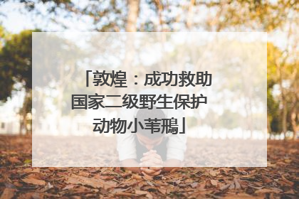 敦煌：成功救助国家二级野生保护动物小苇鳽