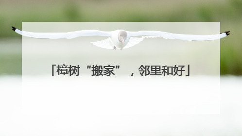 樟树“搬家”，邻里和好