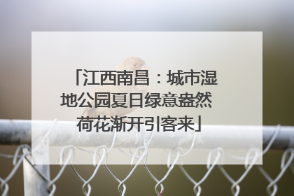 江西南昌：城市湿地公园夏日绿意盎然 荷花渐开引客来