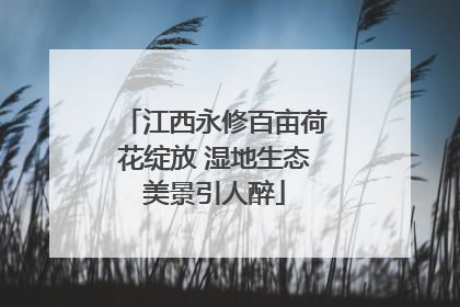 江西永修百亩荷花绽放 湿地生态美景引人醉