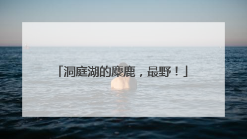 洞庭湖的麋鹿，最野！