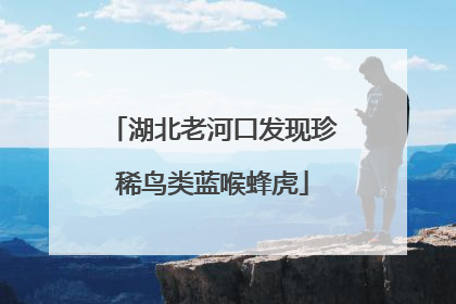 湖北老河口发现珍稀鸟类蓝喉蜂虎