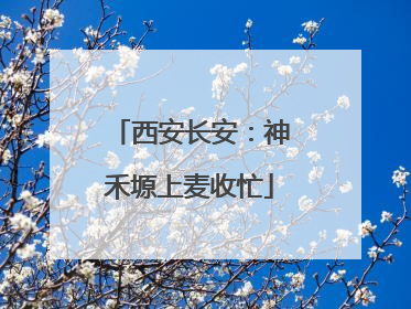西安长安：神禾塬上麦收忙