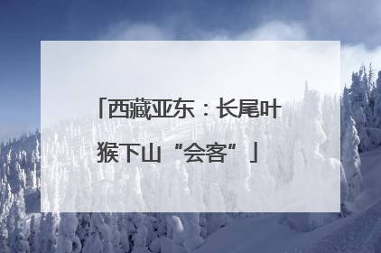 西藏亚东：长尾叶猴下山“会客”
