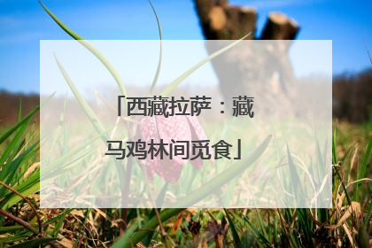 西藏拉萨：藏马鸡林间觅食