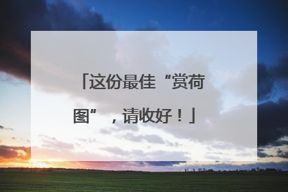 这份最佳“赏荷图”，请收好！