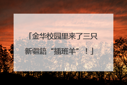 金华校园里来了三只新疆籍“插班羊”！