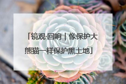 镜观·回响｜像保护大熊猫一样保护黑土地