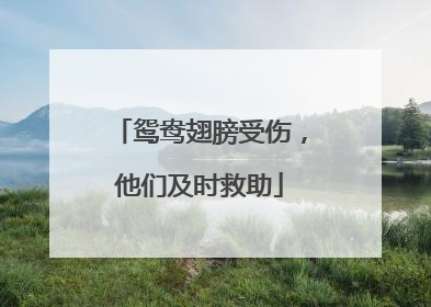 鸳鸯翅膀受伤，他们及时救助