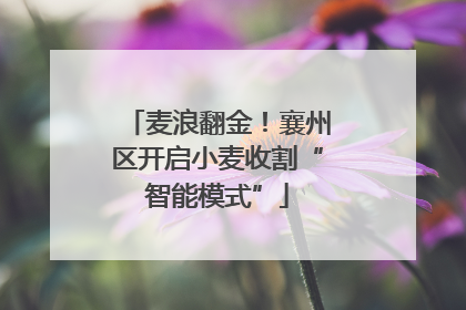 麦浪翻金！襄州区开启小麦收割“智能模式”